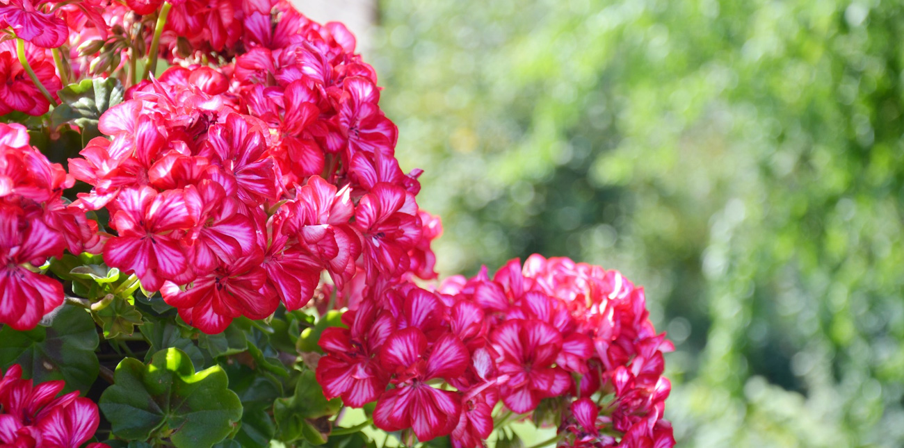 Blumen Hochkofler - Ihr Blumengeschäft in Sarnthein